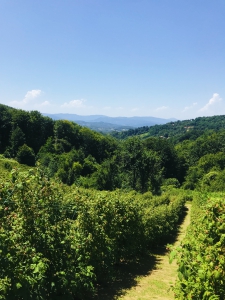 47FC1536-E781-41D9-9FB8-818636CE1F69